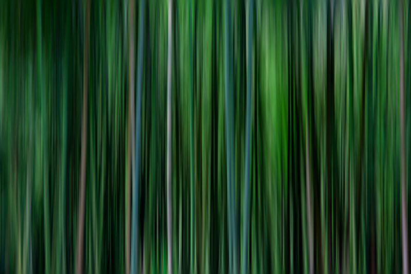 Embark on a visual journey through Maui’s dense bamboo jungles.
