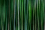 Embark on a visual journey through Maui’s dense bamboo jungles.