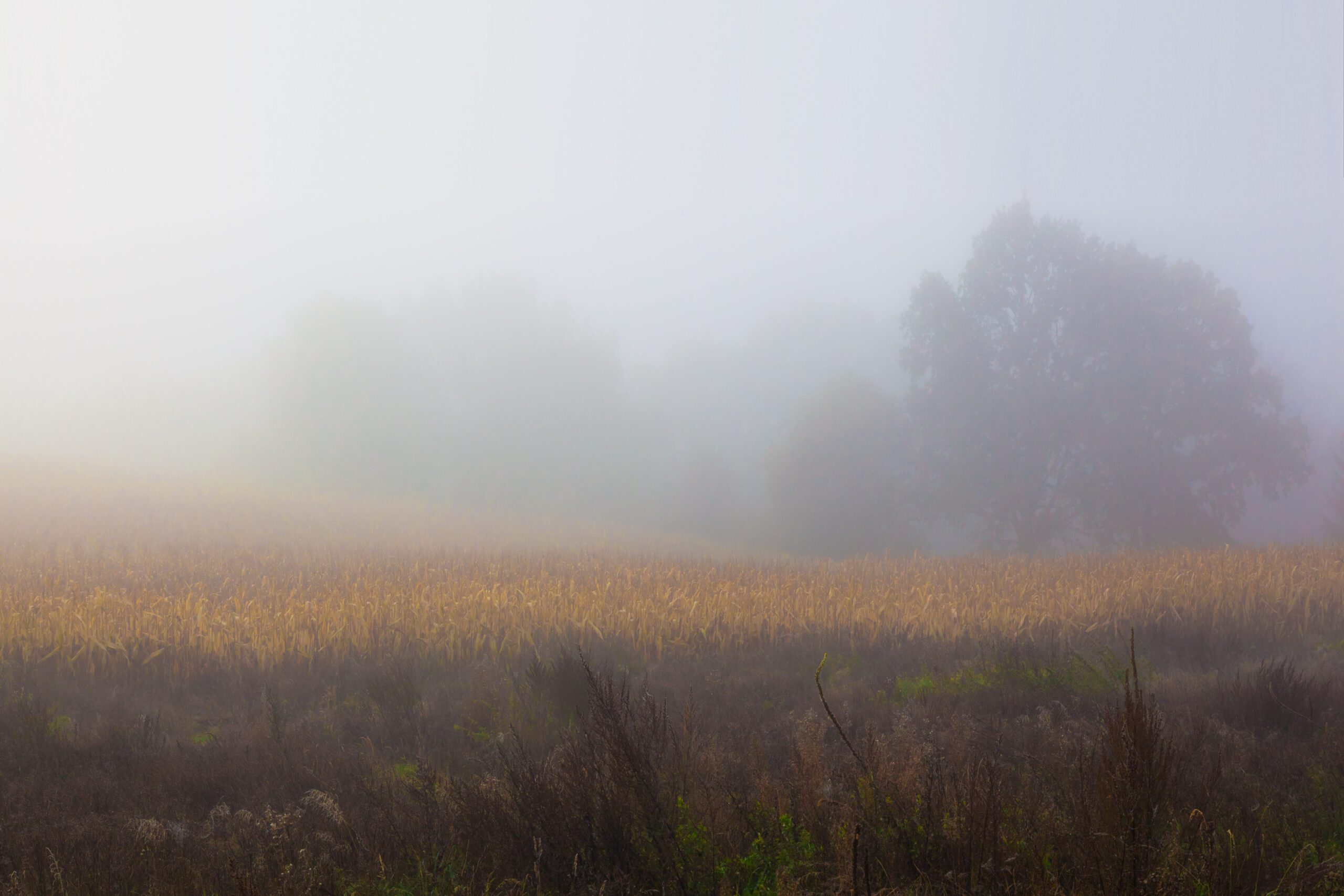 Immerse yourself in the soothing scene of rolling hills and vibrant crops, encapsulating the charm of a foggy fall in Bohemia