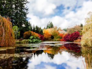 Adorn your space with this peaceful imagery of a serene pond in Vancouver, surrounded by the vivid hues of nature, offering a retreat for the eyes.