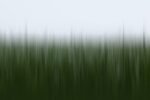 This image mirrors the quietude of a Czechia dawn, where the long green grass whispers tales of tranquility and untouched beauty.