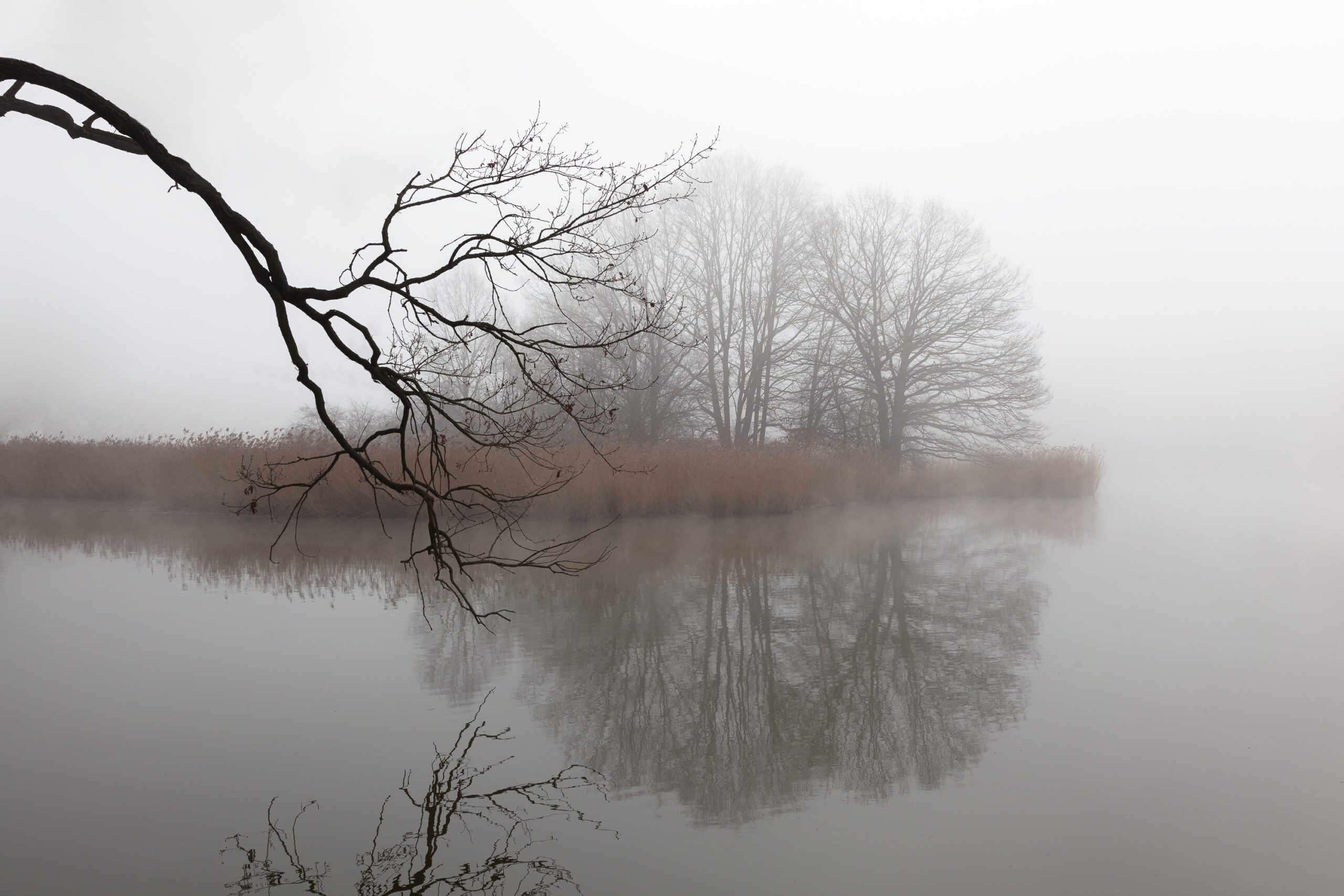 This tranquil image captures a lone island amidst a foggy lake, mirrored by bare fall branches in the Czech Republic.