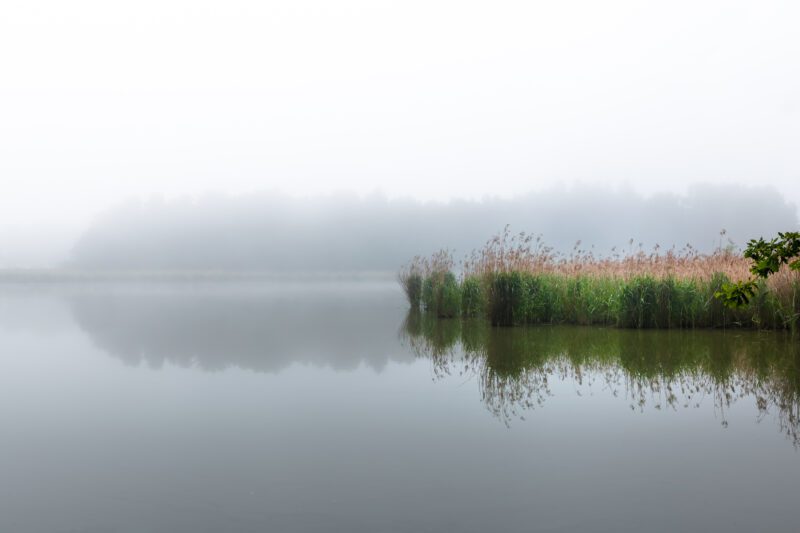 A tranquil depiction of Sudoměř Pond at dawn, where mist meets the soft embrace of reeds and distant shores whisper secrets.