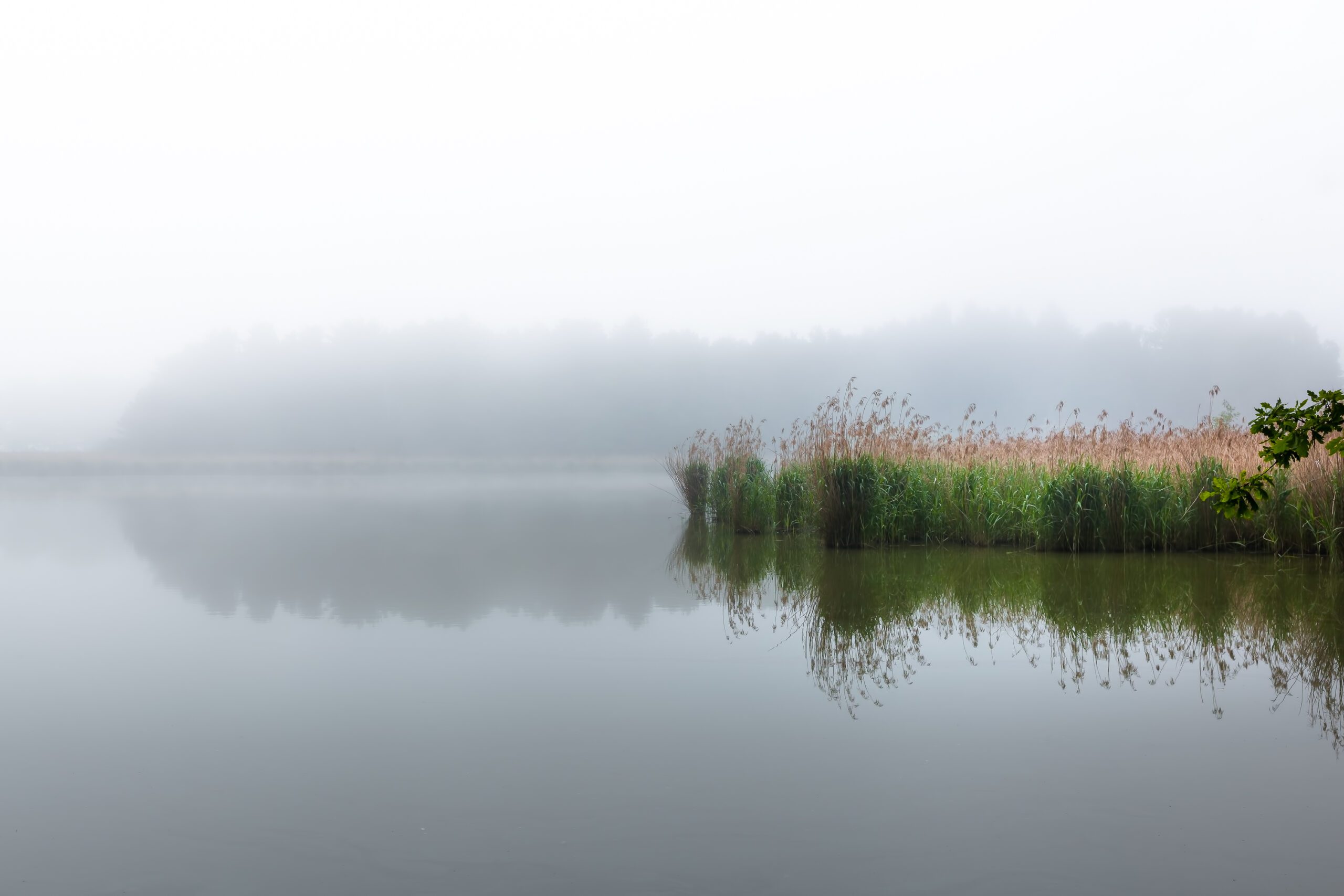 A tranquil depiction of Sudoměř Pond at dawn, where mist meets the soft embrace of reeds and distant shores whisper secrets.