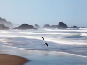 Experience the tranquility and grace captured in this striking image, portraying seagulls soaring over the vibrant waves at Indian Beach, Oregon.