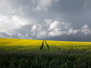 Immerse yourself in the striking contrast of a stormy summer day meeting a golden rapeseed field, captured in Southern Czechia.