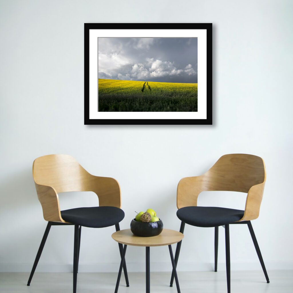 Immerse yourself in the striking contrast of a stormy summer day meeting a golden rapeseed field, captured in Southern Czechia.