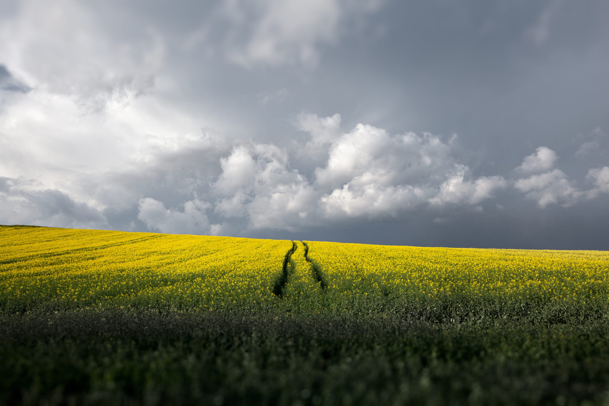 Immerse yourself in the striking contrast of a stormy summer day meeting a golden rapeseed field, captured in Southern Czechia.