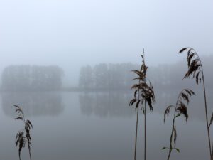 A tranquil depiction of Sudoměř Pond at dawn, where mist meets the soft embrace of reeds and distant shores whisper secrets