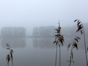 A tranquil depiction of Sudoměř Pond at dawn, where mist meets the soft embrace of reeds and distant shores whisper secrets