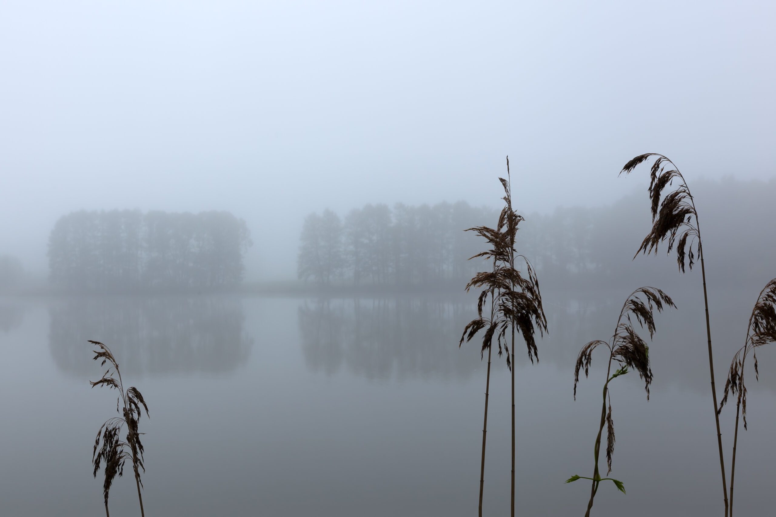A tranquil depiction of Sudoměř Pond at dawn, where mist meets the soft embrace of reeds and distant shores whisper secrets
