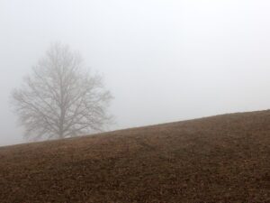 Landscapes
