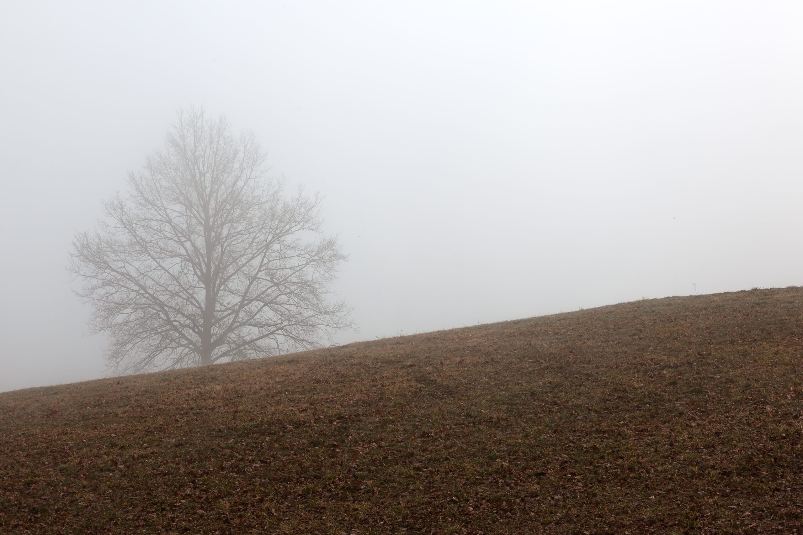 Experience the poetic solitude captured in this exquisite print, where a lone tree stands guardian over a misty Czech hillside during the fall season.